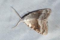 Meganola albula