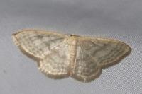 Idaea subsericeata