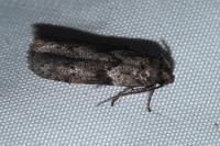 Blastobasis glandulella