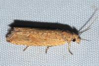 Bactra