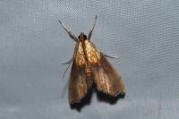 Agrotera nemoralis