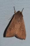 Mythimna ferrago