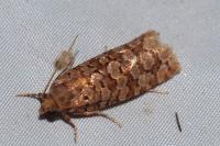 Lozotaeniodes formosana
