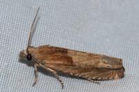 Eucosma