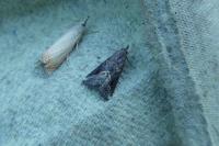 Schrankia costaestrigalis