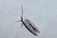 Coleophora