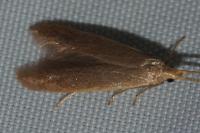 Coleophora