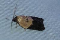 Acleris variegana