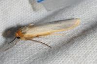 Manulea complana