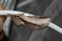 Pheosia tremula