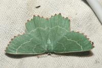 Thalera fimbrialis