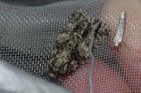 Acronicta rumicis