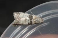 Sciota rhenella