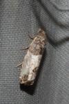 Spilonota ocellana