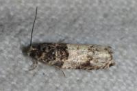 Gypsonoma aceriana
