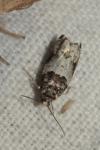 Gypsonoma aceriana
