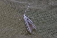 Coleophora