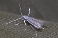 Coleophora