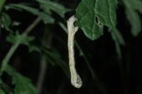 Ectropis crepuscularia