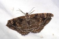 Alcis repandata