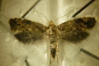 Acrolepia autumnitella