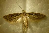 Gelechia sororculella