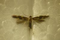 Bucculatrix nigricomella