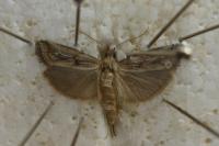 Pempelia genistella