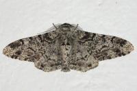 Biston betularia