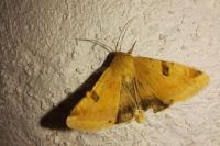 Heliothis peltigera