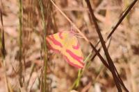 Lythria cruentaria