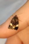 Tyta luctuosa