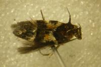 Teleiodes luculella