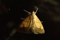 Evergestis limbata