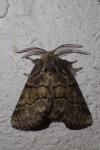 Gluphisia crenata