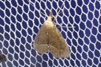Schrankia taenialis