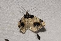 Ligdia adustata