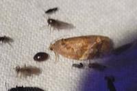 Ditula angustiorana