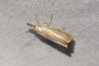 Chrysoteuchia culmella