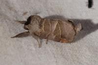 Clostera pigra