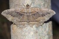 Philereme transversata