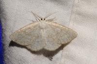 Cabera exanthemata