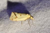 Agapeta hamana