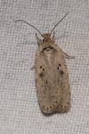 Agonopterix yeatiana