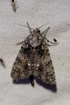 Acronicta rumicis