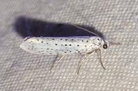 Yponomeuta evonymella