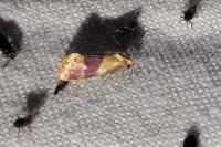 Diceratura ostrinana