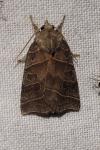 Ipimorpha retusa