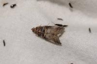 Acrobasis advenella