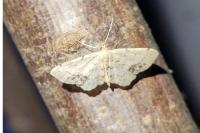 Idaea dimidiata